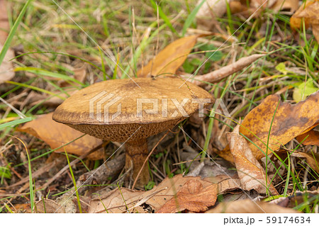 シロヌメリイグチ シロヌメリイグチ 59174634