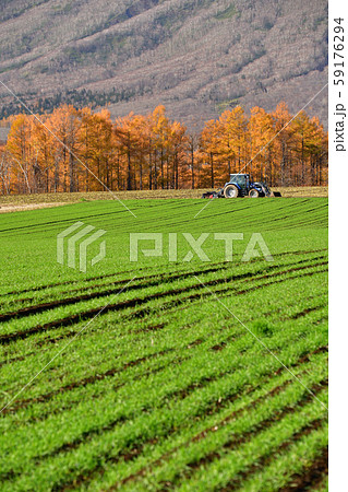 北海道京極町で芽が出たばかりの秋まき小麦の畑の風景を撮影の写真素材