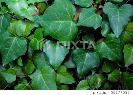 Bright background made of large green leaves Bright background made of large green leaves 59177053