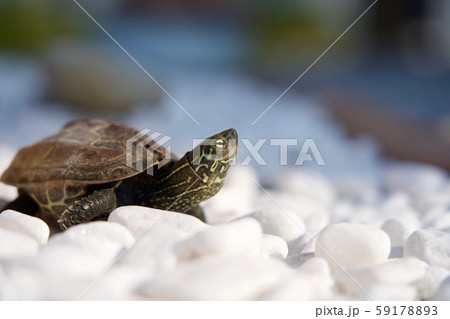 白い石の上を歩く亀の写真素材 5917