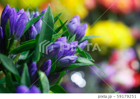 Extreme close-up of a bouquet of fresh Extreme close-up of a bouquet of fresh 59179251