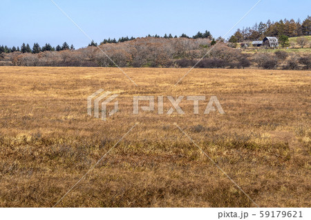 信州　長野県諏訪郡下諏訪町霧ケ峰　晩秋の八島湿原 59179621