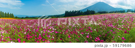 宮崎県小林市の生駒高原、霧島山の麓に広がる高原で秋のコスモスの他四季折々の花が咲いている 宮崎県小林市の生駒高原、霧島山の麓に広がる高原で秋のコスモスの他四季折々の花が咲いている 59179686