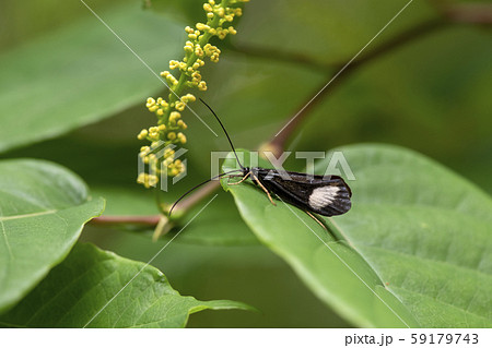 ヨツメトビケラ 59179743