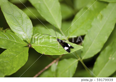 ヨツメトビケラ ヨツメトビケラ 59179939