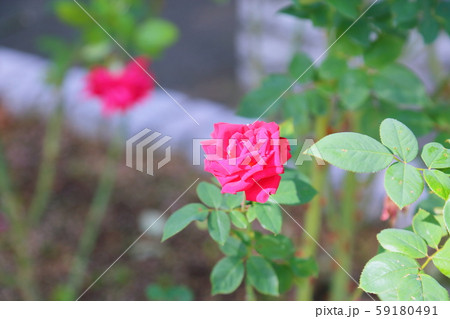 バラの花　クリスチャンディオール 59180491