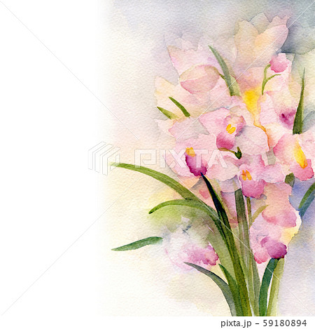 シンビジュウム 花 水彩画のイラスト素材