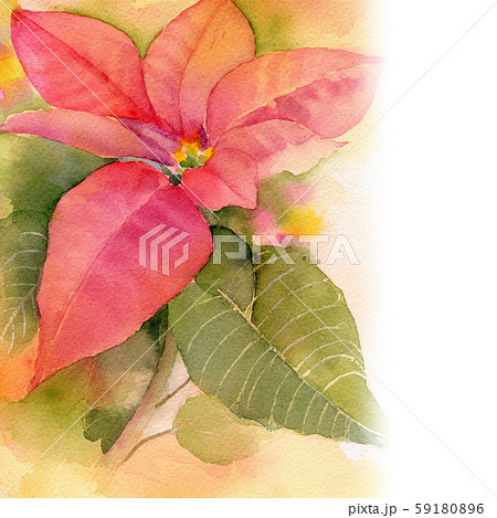 ポインセチア 花 水彩画のイラスト素材