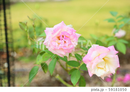 バラの花 魅惑 バラの花 魅惑 59181050