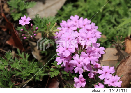 タピアンの花 タピアンの花 59181551