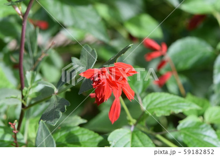 秋の青空に映える豊田ガーデン 59182852