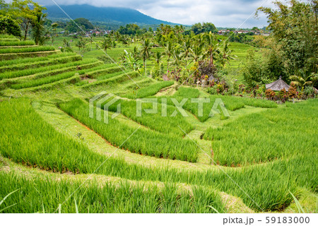 インドネシア バリ島 ジャティルイのライステラス 棚田 インドネシア バリ島 ジャティルイのライステラス 棚田 59183000