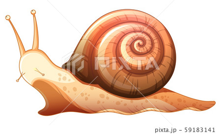 Snail crawling on white background 59183141