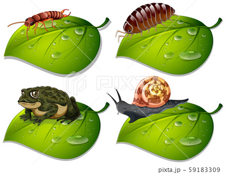 Four types of insects on green leaves Four types of insects on green leaves 59183309