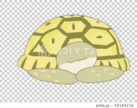 Higashi Hermann S Tortoise Stock Illustration