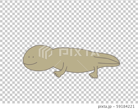 オオサンショウウオのイラスト素材 [59184221] - PIXTA
