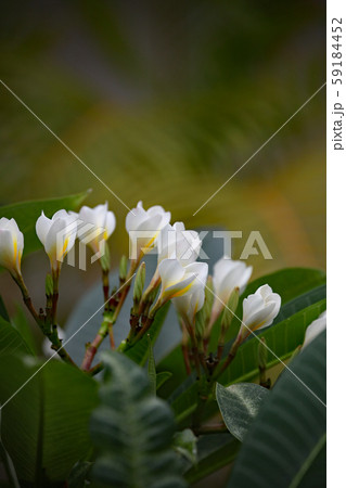 プルメリア 59184452