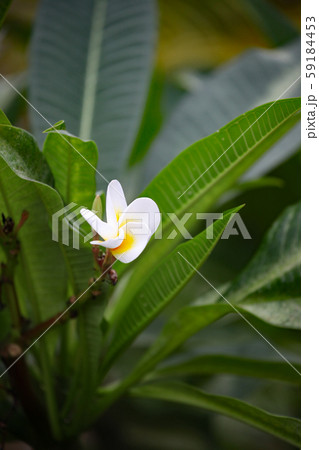 プルメリア 59184453