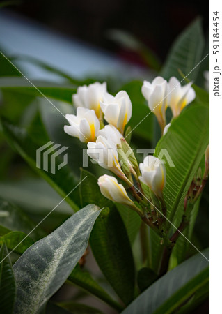 プルメリア 59184454