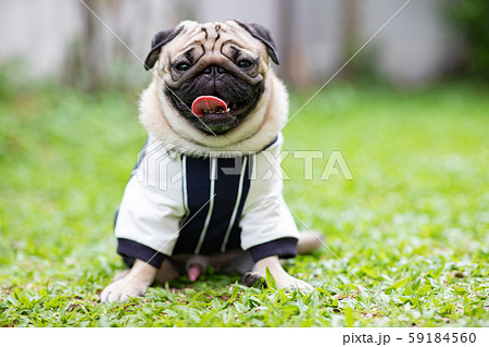 Happy dog pug breed smile with funny face on green grass in garden,Purebred pug dog healthy Concept Happy dog pug breed smile with funny face on green grass in garden,Purebred pug dog healthy Concept 59184560