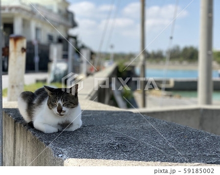 奥武島の猫 59185002