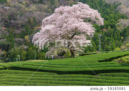 静岡_牛代のみずめ桜 59185081