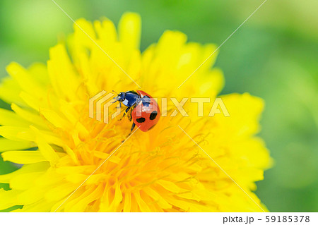 タンポポにとまるナナホシテントウ タンポポにとまるナナホシテントウ 59185378