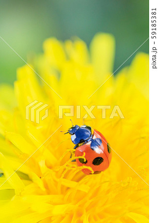 タンポポにとまるナナホシテントウ 59185381