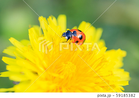 タンポポにとまるナナホシテントウ 59185382