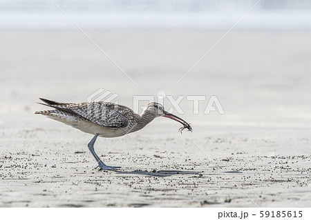 蟹をくわえるチュウシャクシギ 59185615