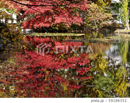 池に反射した紅葉 59186352