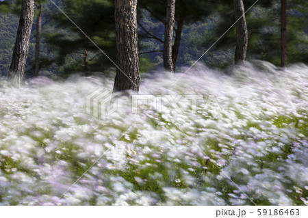 フル 樹木 森林 59186463