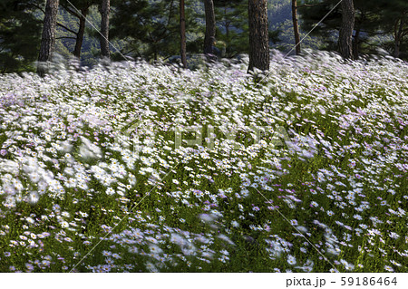 フル 樹木 森林 59186464