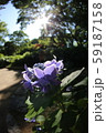 光芒に照らされる紫陽花 59187158