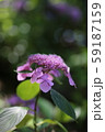 浮かび上がる紫陽花（縦） 59187159