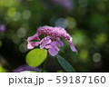 浮かび上がる紫陽花（横） 59187160