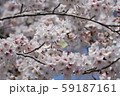 モンシロチョウと桜 59187161