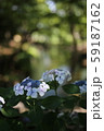 紫陽花と小川 59187162