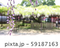 垂れ下がる一本の藤 59187163
