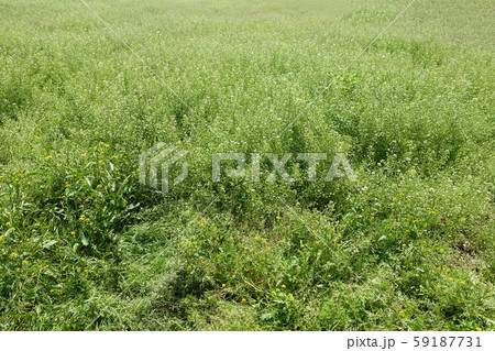 荒地　草原　野原　雑草　土地 59187731