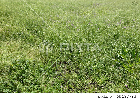 荒地 草原 野原 雑草 土地 荒地 草原 野原 雑草 土地 59187733