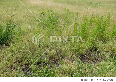 荒地　草原　野原　雑草　土地 59187756