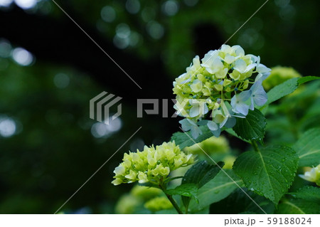 紫陽花② 59188024