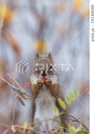 かわいいこりす　Cute American red squirrel 59188080