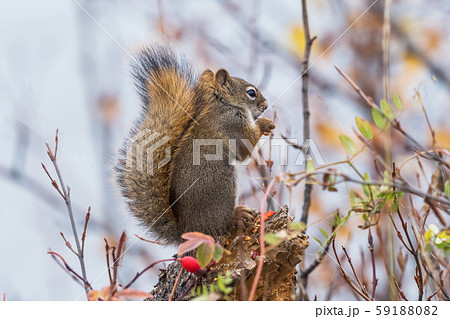 かわいいこりす Cute American red squirrel かわいいこりす Cute American red squirrel 59188082