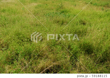 荒地　草原　野原　雑草　土地 59188115