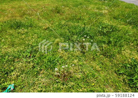 荒地 草原 野原 雑草 土地 荒地 草原 野原 雑草 土地 59188124
