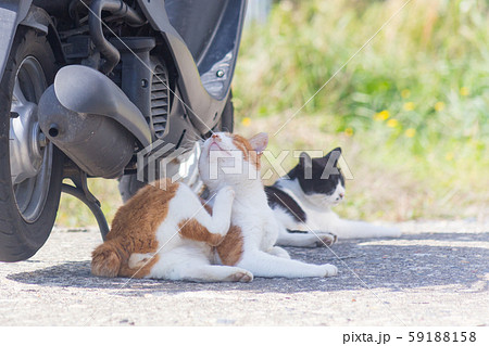 リラックスする猫たちの写真素材