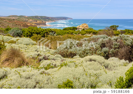 Coastal flora - Port Campbell 59188166