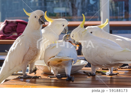 Sulphur-crested cockatoos - Lorne Sulphur-crested cockatoos - Lorne 59188173